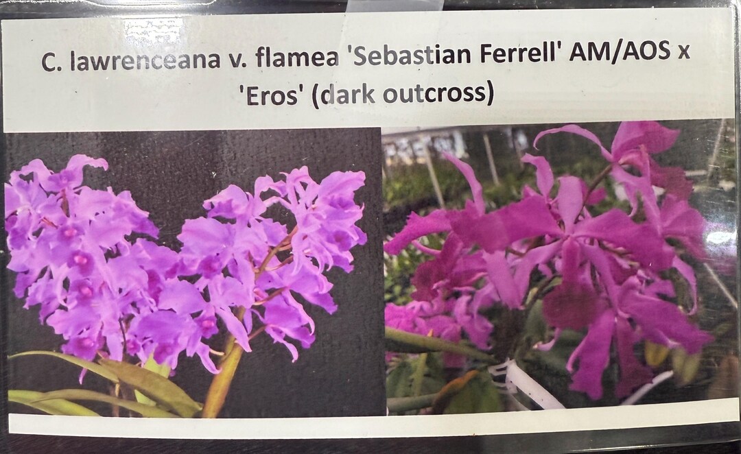 Cattleya Lawrenceana Var. Flamea 'sebastian Ferrell' AM/AOS X
