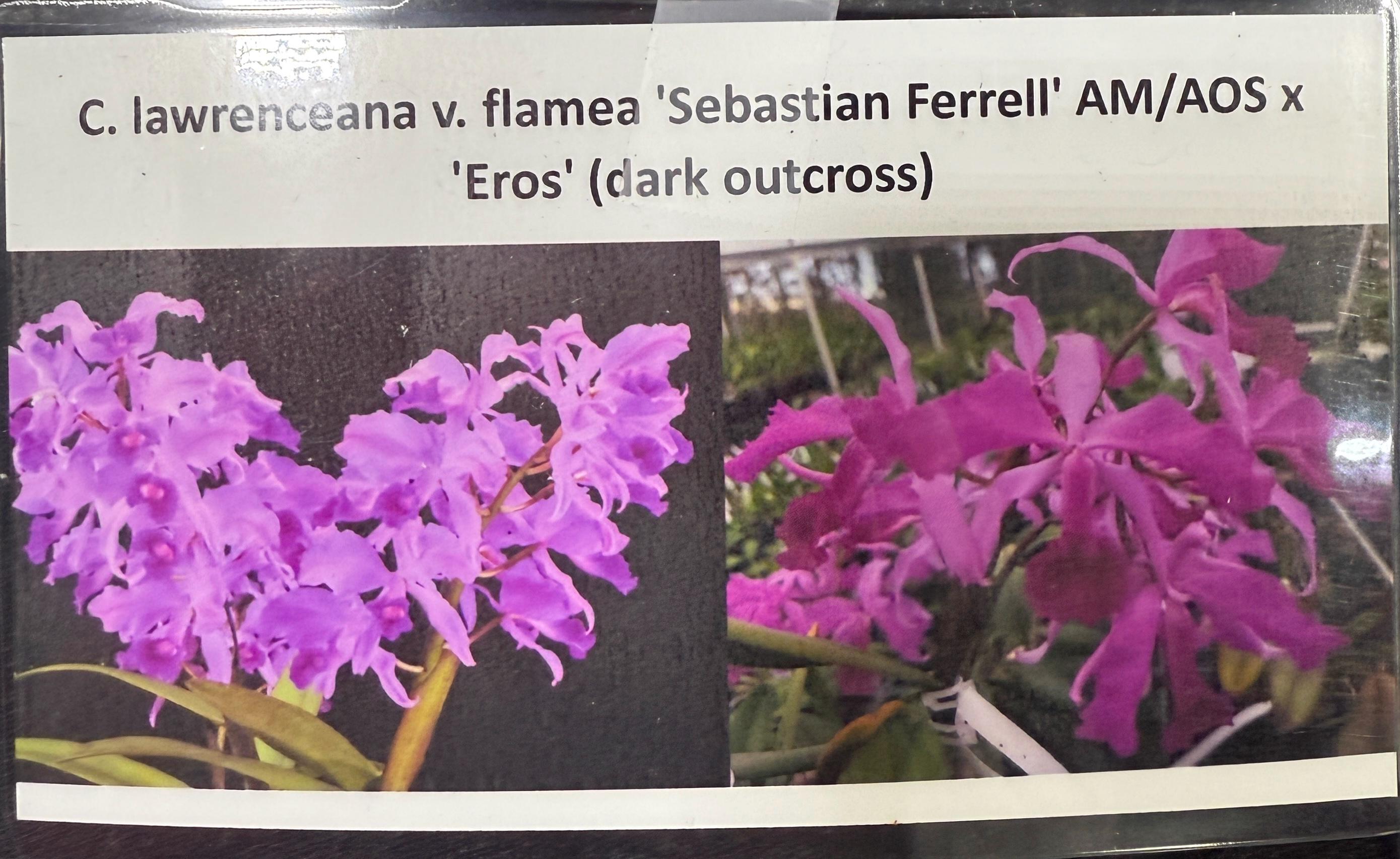 Cattleya Lawrenceana Var. Flamea 'sebastian Ferrell' AM/AOS X
