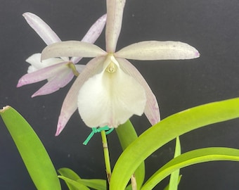 Cattleya Summer Spot x Brassavola nodosa