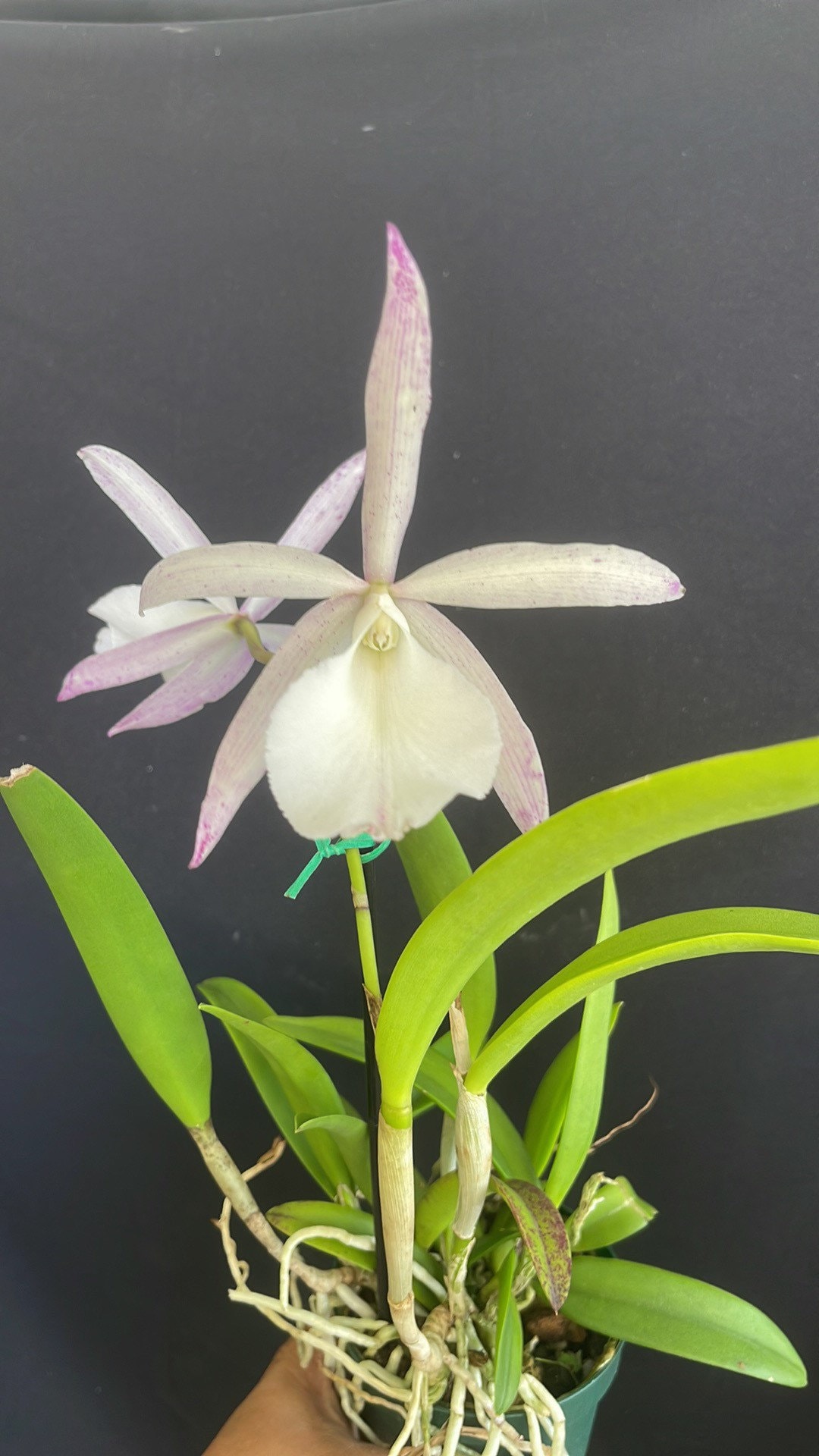 Cattleya Summer Spot X Brassavola Nodosa - Etsy