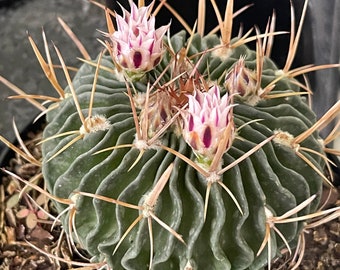 Stenocactus multicostatus 4"pot RARE!! Cactus