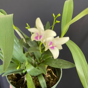 Dendrobium kingianum image 2