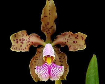 Cattleya × frankeana / Cattleya velutina x Cattleya schilleriana