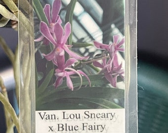 Vanda Lou Sneary x Blue Fairy