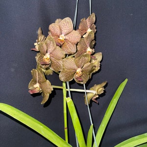 Vanda tess-Pud Tan x Yip Sum Wah Dr Anek 'Waxy Brown' image 4