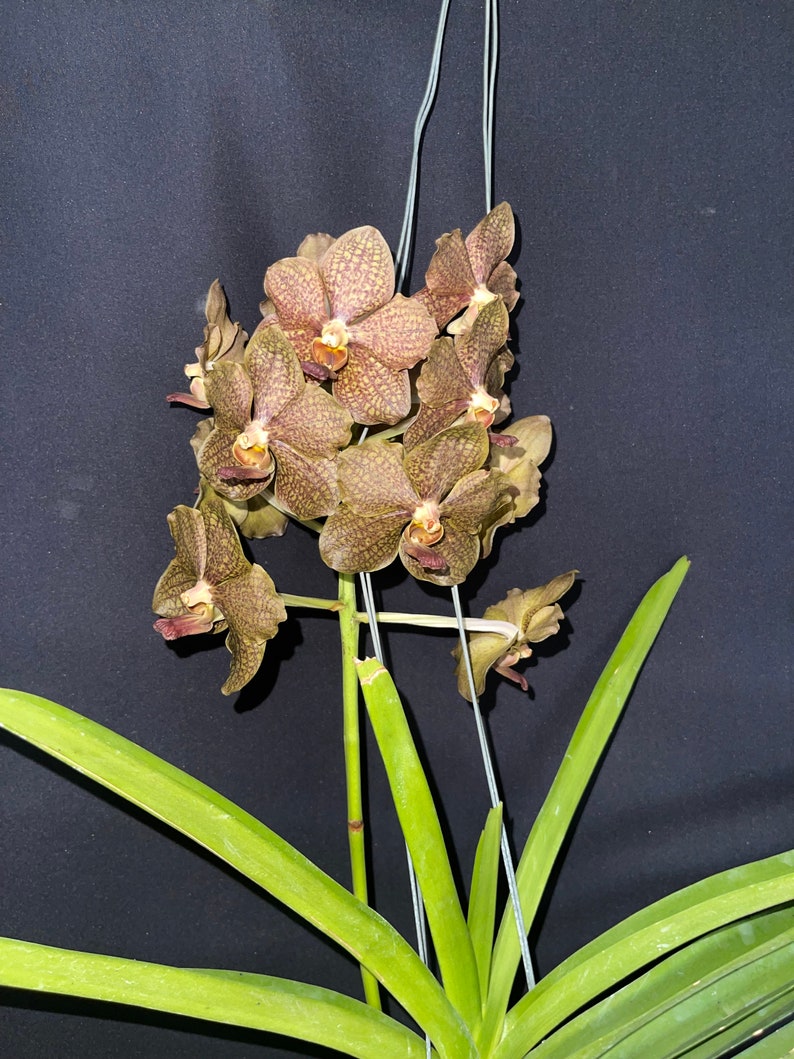 Vanda tess-Pud Tan x Yip Sum Wah Dr Anek 'Waxy Brown' image 4