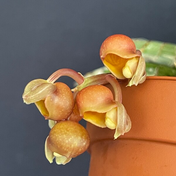 Catasetum longifolium/ RARE plant and hard to find