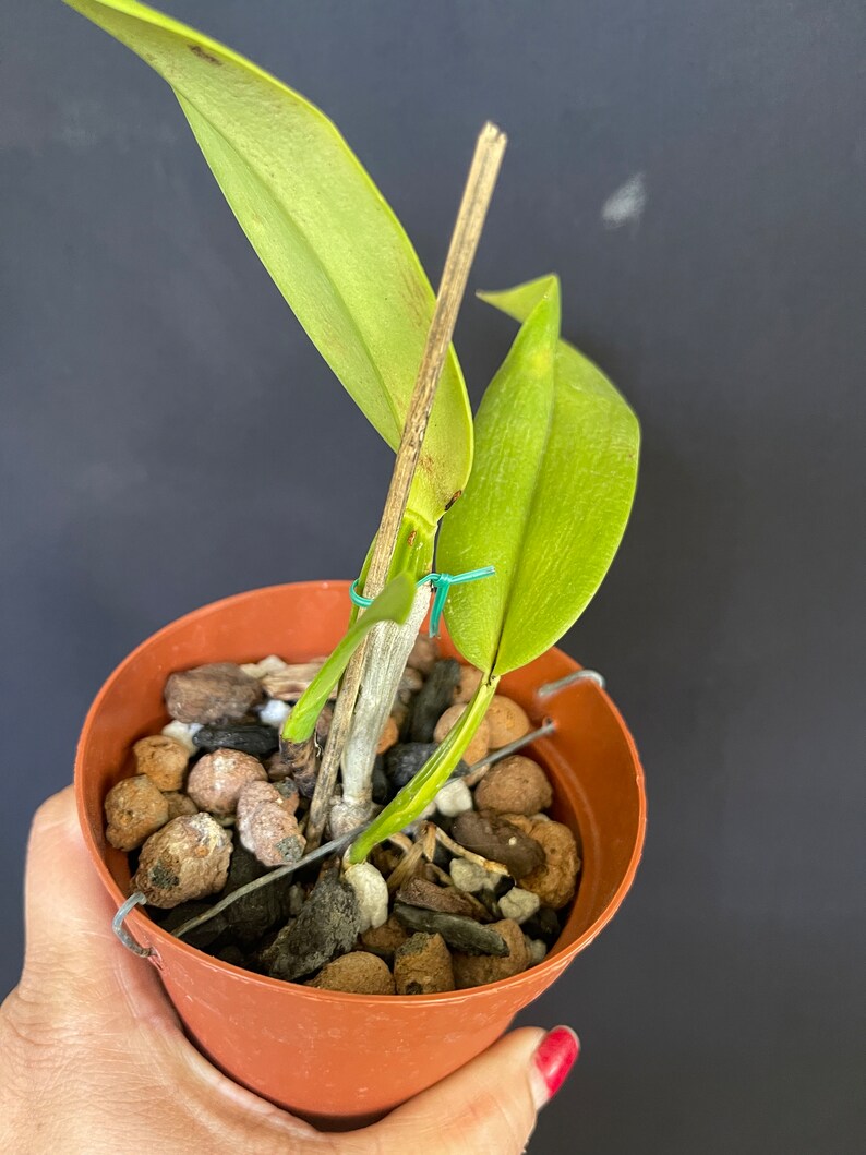 Cattleya jenmanii semi alba image 6