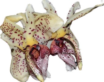 Stanhopea nigroviolacea x Stanhopea grandiflora x Stanhopea insignis