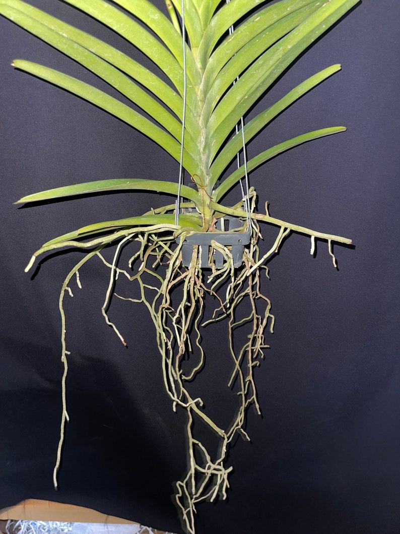 Vanda tess-Pud Tan x Yip Sum Wah Dr Anek 'Waxy Brown' image 3