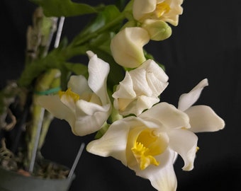 Chysis Bractescens Hard to Find Orchid Speciment Plant - Etsy Finland