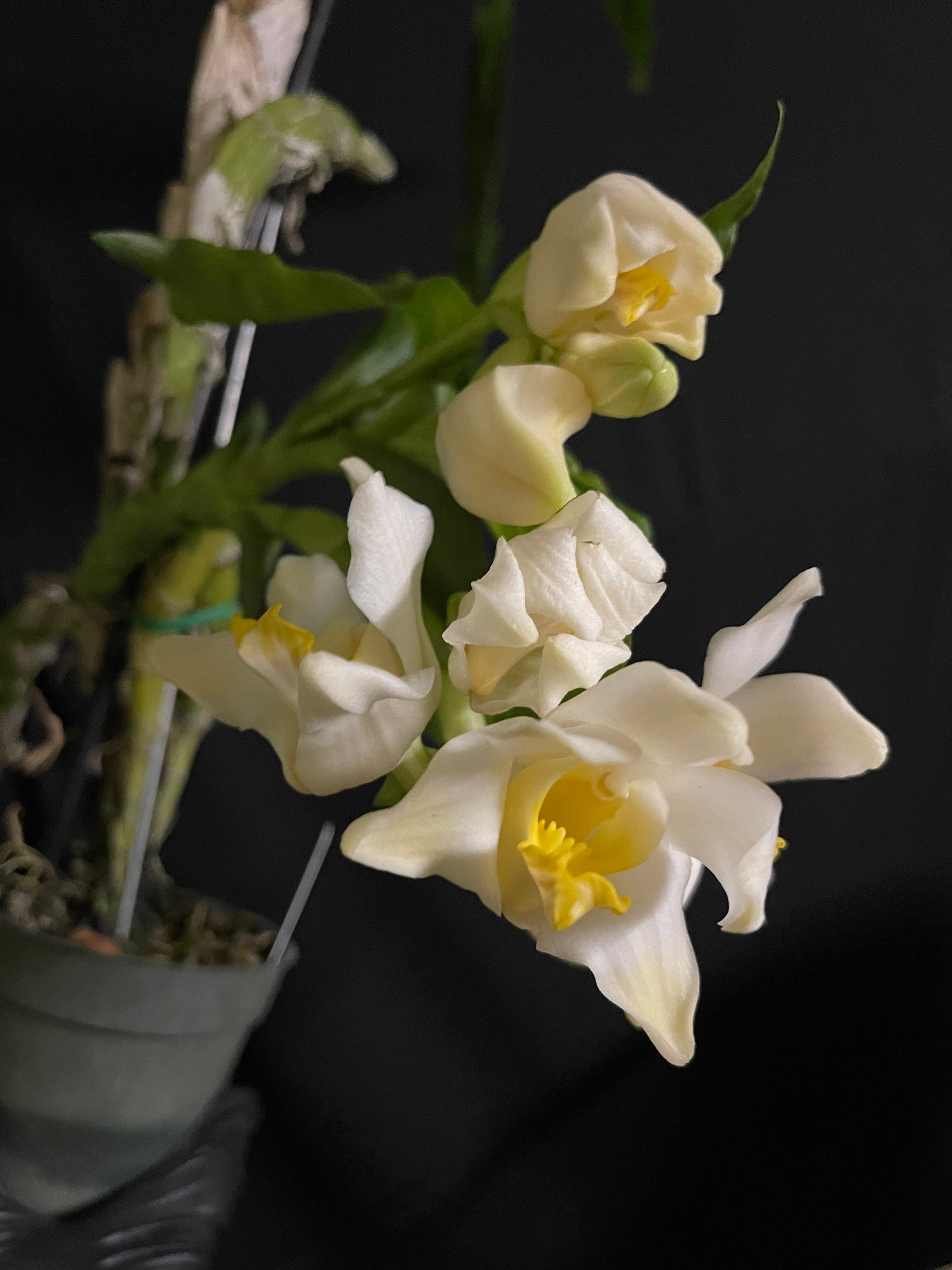 Chysis Bractescens Hard to Find Orchid Speciment Plant - Etsy Finland