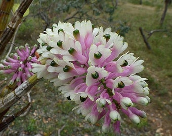 Dendrobium smilliae