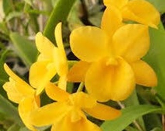 Ctna. Why Not yellow flowers (Makane ke Akua’ x self)