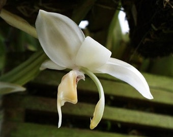 Stanhopea candida