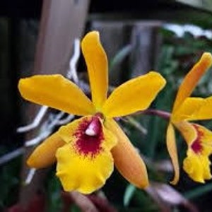 Rady キティ ボウル エレガンスフラワー　エレフラ Rady キティ ボウル エレガンスフラワー エレフラ