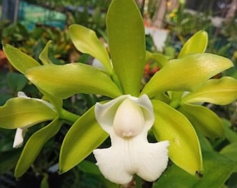 Cattleya aclandiae alba