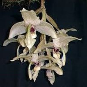 Stanhopea florida imagem 1