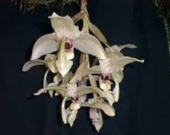 Stanhopea florida