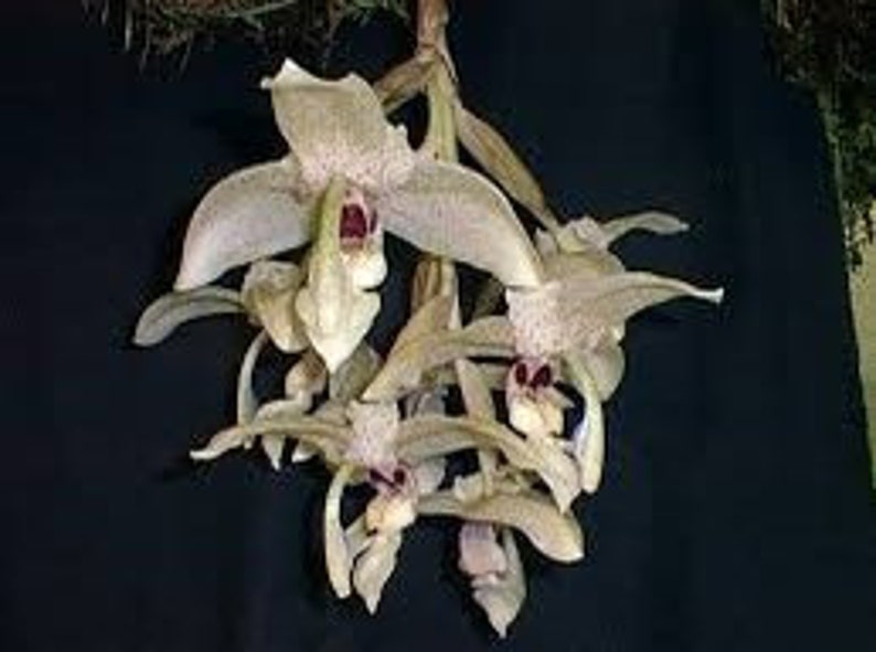 Stanhopea florida afbeelding 1