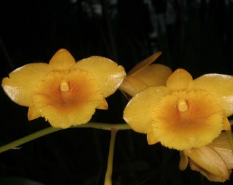 Dendrobium chrysotoxum var suavissimum, Rare hard to find, The Golden Bow Dendrobium, Callista chrysotoxa