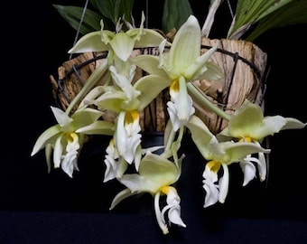 Stanhopea ruckeri