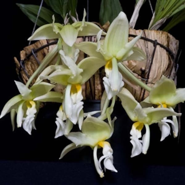 Stanhopea ruckeri