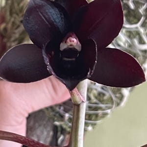 Catasetum / Fred.  After Dark “Black Pearl” black orchid. Rare hard to find.