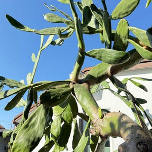 Green Opuntia, prickly pear cutting/segment / Tuna Cactus