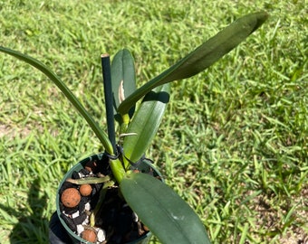 Cattleya lueddemanniana coerulea x sib