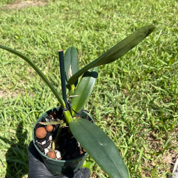 Cattleya lueddemanniana coerulea x sib