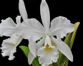 Cattleya warneri alba 'Great White Hope' x 'Mauna Kea' AM/AOS (2"pot)