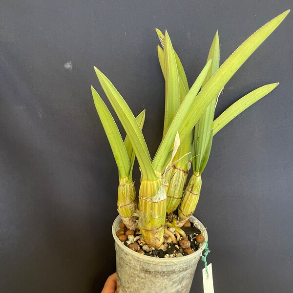 Eulophia petersii RARE! /  Desert Orchid