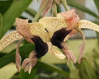 Stanhopea platyceras / The Blunt-Broad Horn Stanhopea