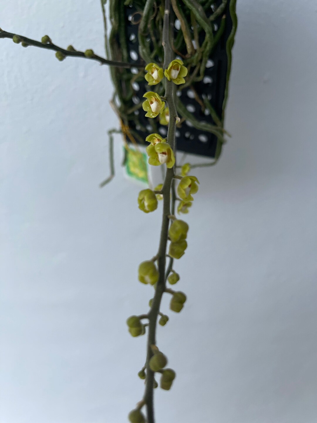 Chiloschista Parishii / Ghost Orchid of Malasia Etsy