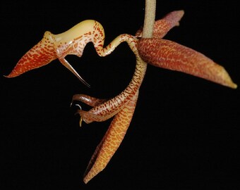 Gongora gratulabunda/ Gongora flaveola/ Gongora hennisiana