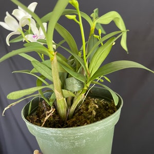 Dendrobium kingianum image 3