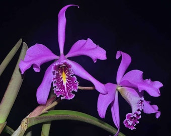 Cattleya maxima