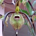 see more listings in the Orchid  section