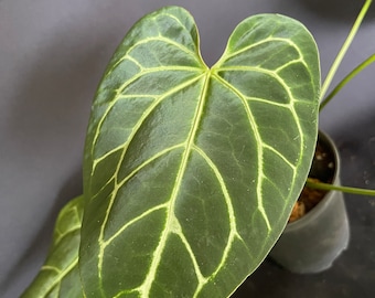 Anthurium crystallinum