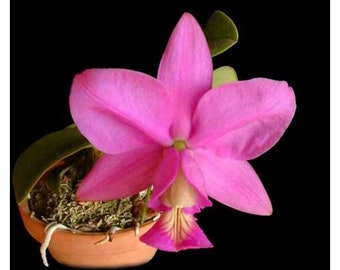 Cattleya nobilior coerulense x rubra or Cattleya nobilior ( rubra x Campeao 90 Landin )