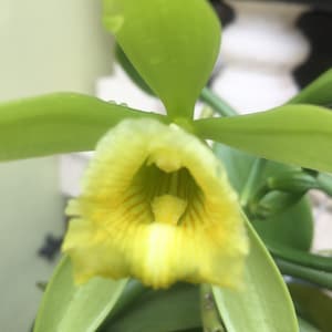 Vanilla planifolia / grandiflora / calyculata / norashikiniana / aphyllum / Tahitensis / borneensis / griffithii / kinabaluensis / Cuttings