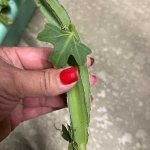May include: A close-up of a green plant with a single leaf. The leaf is heart-shaped and has a light green color. The stem of the plant is long and thin, and it is slightly curved.