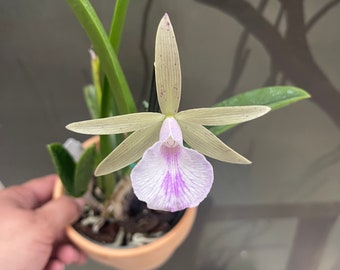 Brassavola nodosa x Cattleya Lulu