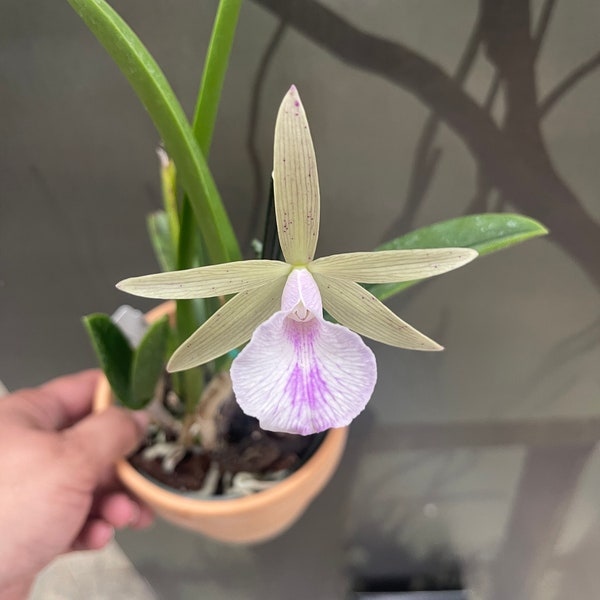 Brassavola nodosa x Cattleya Lulu