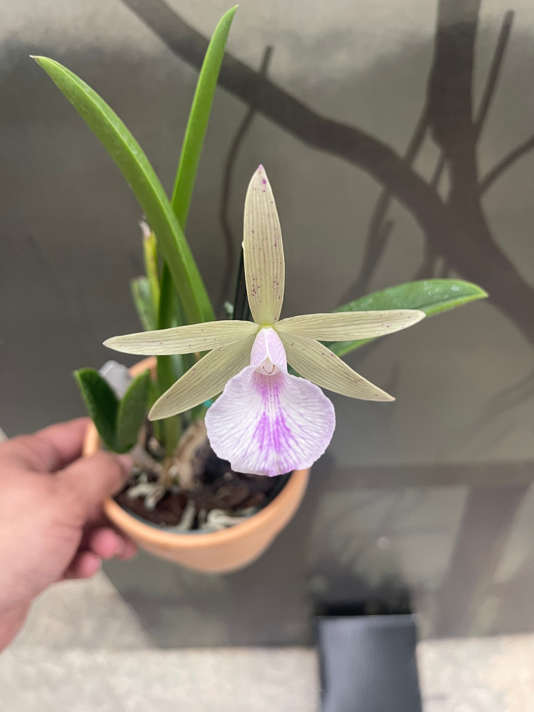 Brassavola Nodosa X Cattleya Lulu - Etsy