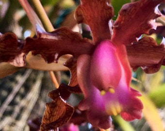 Laelia undulata