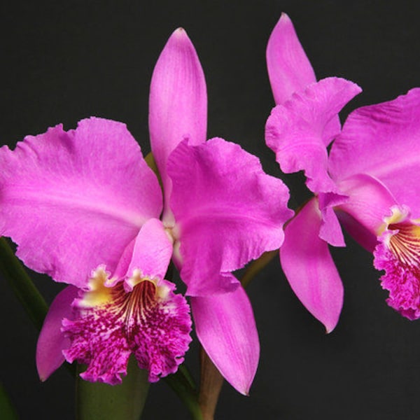 Cattleya lueddemanniana rubra x rubra