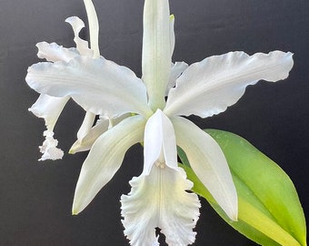 Cattleya intermedia var alba ' Penn Valley' AM/AOS