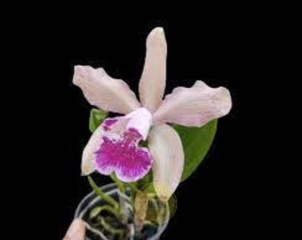 Cattleya Granulosa x intermedia